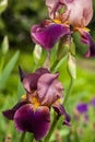 Iris, Kasatik, Cockerel. iris blooms. Closeup of Iris.ÃÂ 